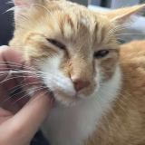 Picture of cat lost at Vesoul