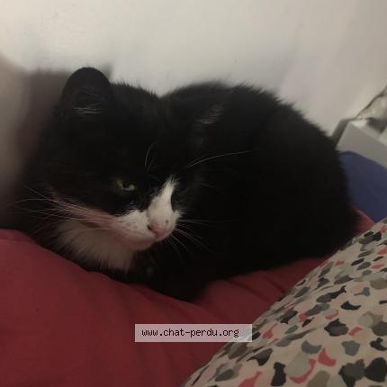 Photo 1/1 Cannelle Chat lost in Gannat