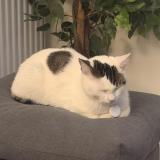 Picture of cat lost at Blainville Sur Orne