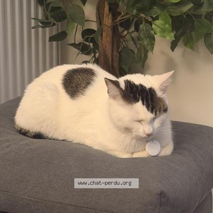 Photo 1/1 Nox Chat lost in Blainville sur orne