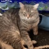 Picture of cat lost at Laval