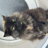 Picture of cat lost at La Rochelle