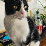 Picture of cat lost at Prilly