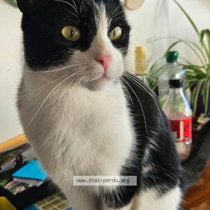 Photo 1/1 Dido Chat lost in Prilly