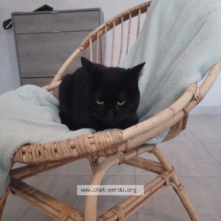 Photo 1/1 Albus Chat lost in Hambers