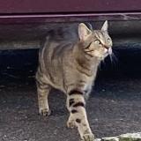 Picture of cat found at La Charite Sur Loire