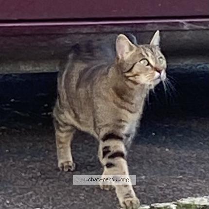 Photo 1/1 Found cat Found in La charite sur loire