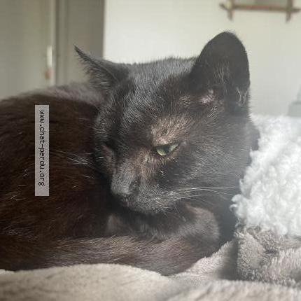 Photo 1/2 Filou Chat lost in Saint jean de la ruelle