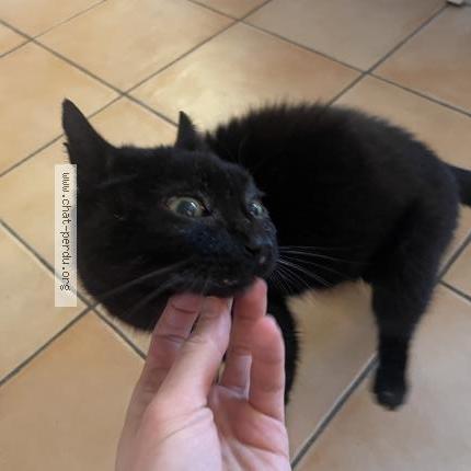 Photo 2/2 Filou Chat lost in Saint jean de la ruelle