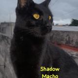 Picture of cat lost at Lanus