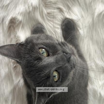 Photo 1/1 Koko Chat lost in Riorges