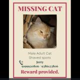 Picture of cat lost at Ranchi