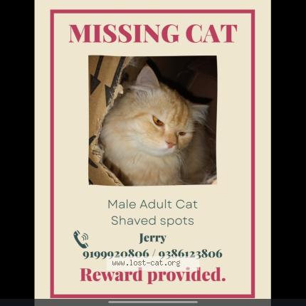 Photo 1/1 Jerry Chat lost in Ranchi