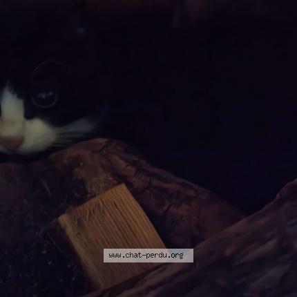 Photo 1/3 Cat reunited Found in Orvault