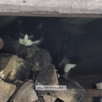 Photo 2/3 Cat reunited Found in Orvault