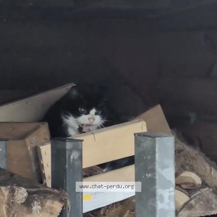 Photo 3/3 Cat reunited Found in Orvault