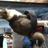 Picture of cat lost at Brens