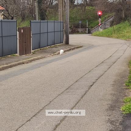 Photo 1/1 Found cat Found in Arnage