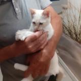 Picture of cat lost at Landavran