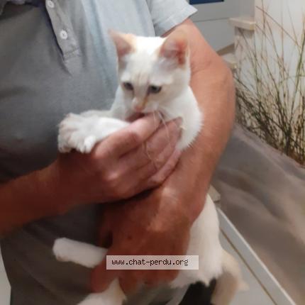 Photo 1/1 Duchesse Chat lost in Landavran