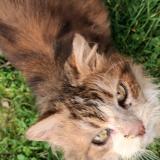 Picture of cat found at Chantenay Villedieu