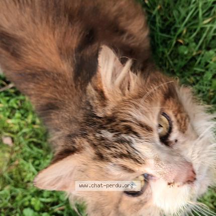 Photo 1/1 Found cat Found in Chantenay villedieu