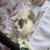 Picture of cat lost at Tampon