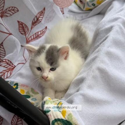 Photo 1/1 luna Chat lost in Tampon