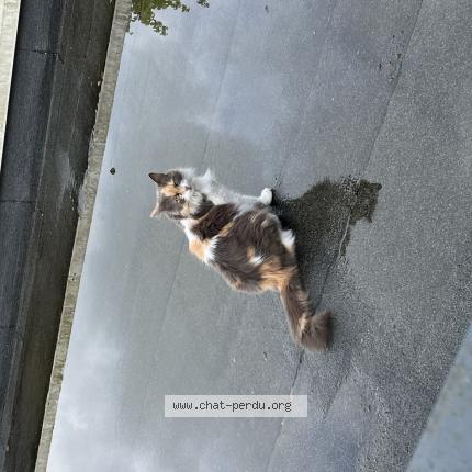 Photo 1/1 Didoune Chat lost in Brest