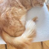 Picture of cat lost at Bonnemain