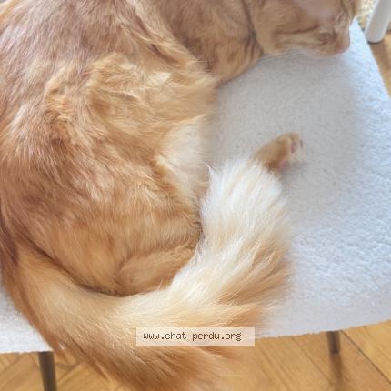 Photo 1/1 Gros minet Chat lost in Bonnemain