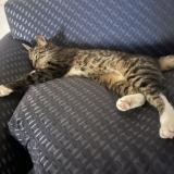 Picture of cat lost at San Diego