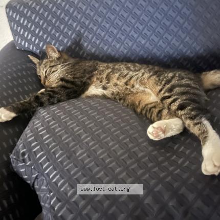 Photo 1/1 Luna Chat lost in San diego