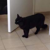 Picture of cat lost at Villeneuve Sur Lot
