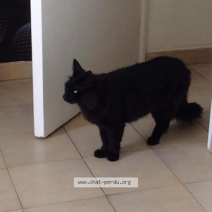 Photo 1/1 Charlie Chat lost in Villeneuve sur lot