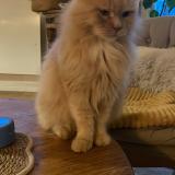 Picture of cat lost at Hennebont