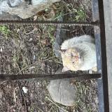 Picture of cat found at Avancon