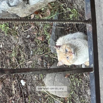 Photo 1/1 Found cat Found in Avancon