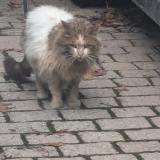 Picture of cat found at 1271 Givrins