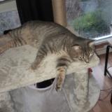 Picture of cat lost at Garges Les Gonesse