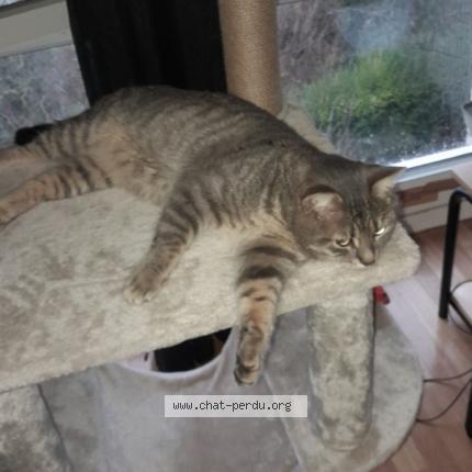 Photo 1/1 Tigry Chat lost in Garges les gonesse
