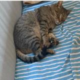 Picture of cat lost at Mandelieu La Napoule