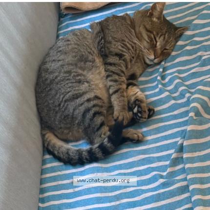 Photo 1/1 Tony Chat lost in Mandelieu la napoule