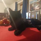 Picture of cat lost at Carcassonne