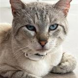 Picture of cat lost at Chessy