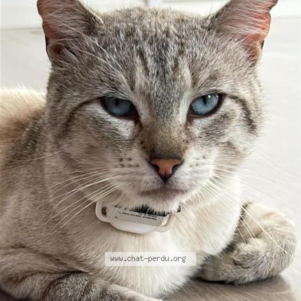 Photo 1/1 MINOU Chat lost in Chessy