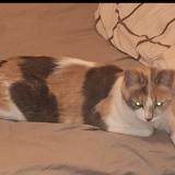 Picture of cat lost at Saint Ouen