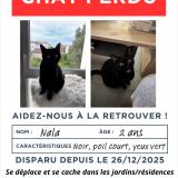 Picture of cat lost at Toulouse