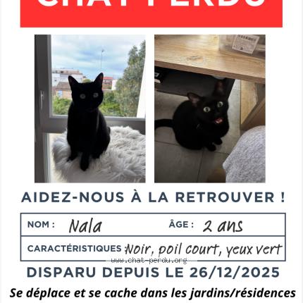 Photo 1/1 Nala Chat lost in Toulouse