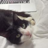 Picture of cat lost at Bastia